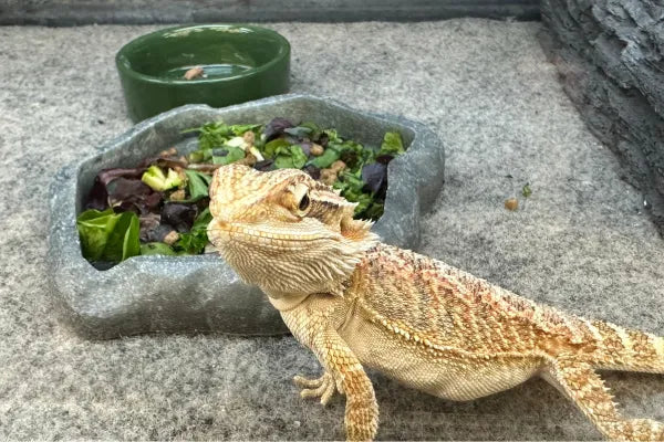 What to Feed a Bearded Dragon - Complete Feeding Guide