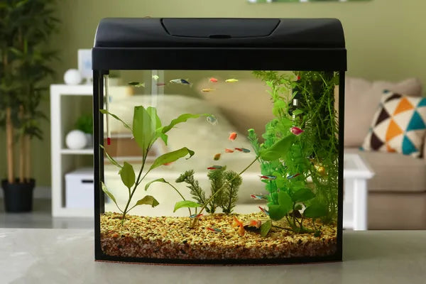 Best Fish for Beginners: 5 Easy Aquarium Fish for Australian First-Time Owners