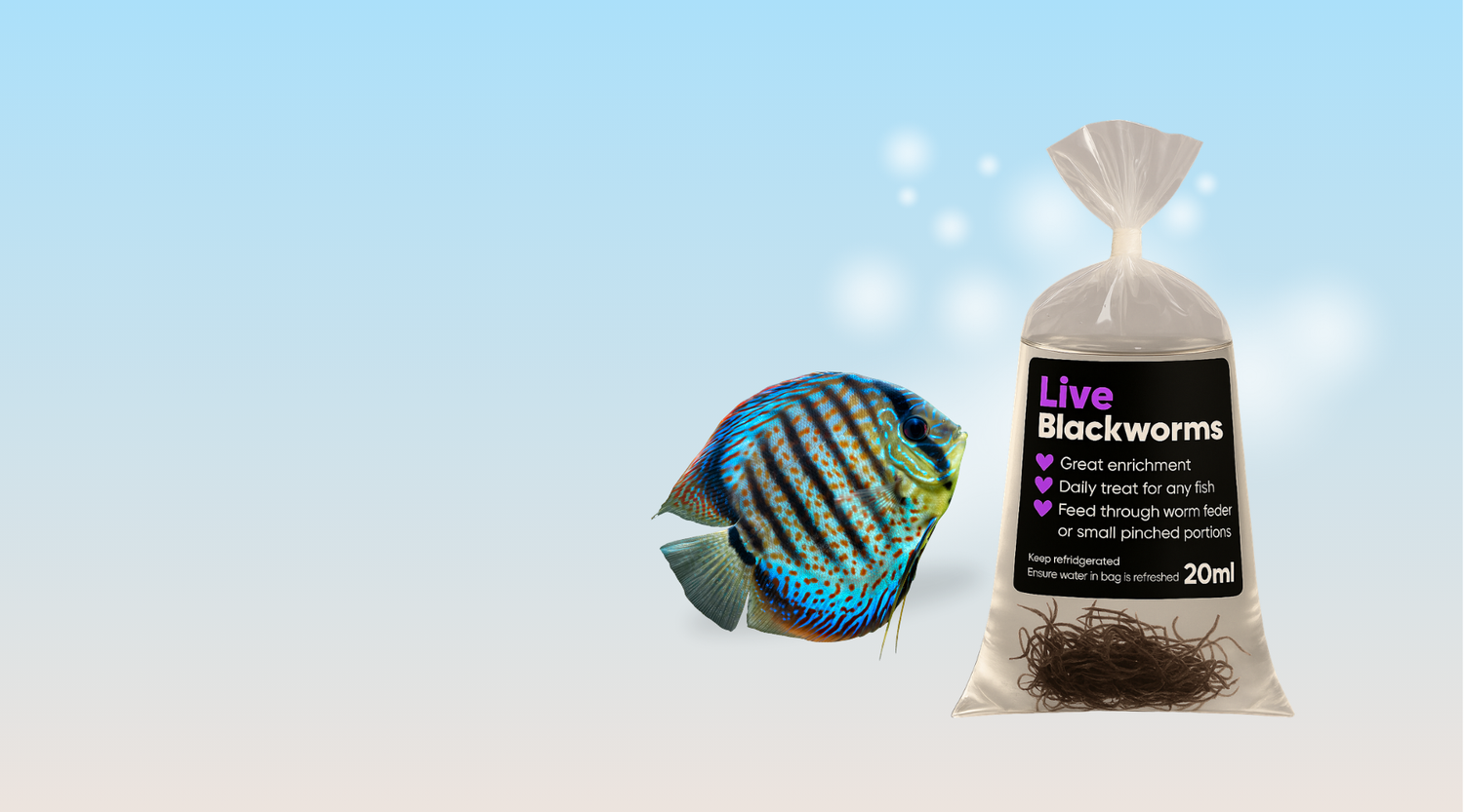 Why Live Blackworms Are the Ultimate Superfood for Fish and Axolotls