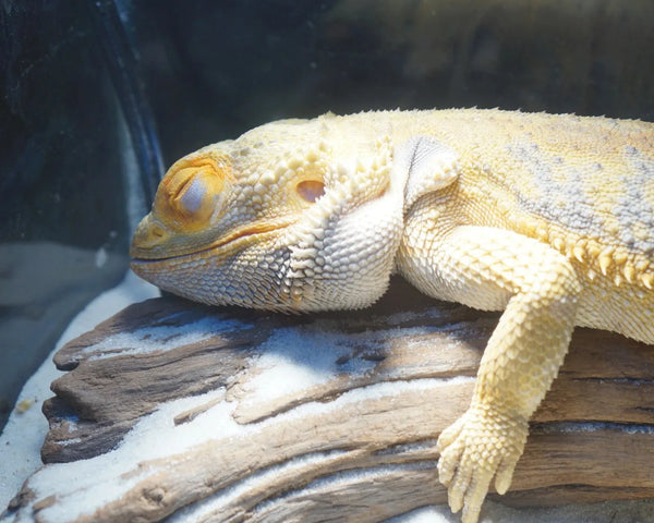 Brumation Or Something More Serious? How To Tell The Difference