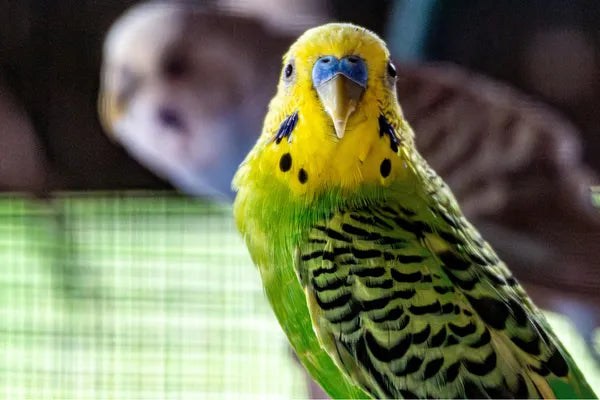Are Budgies Good Pets? A Complete Beginner's Guide for Australian Bird Owners