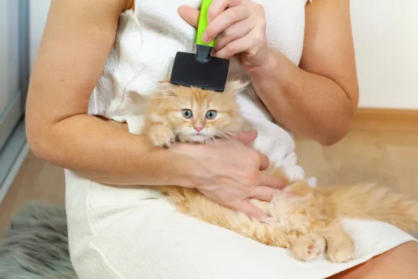 Why Grooming Your Kitten Is Important