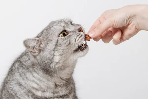 Everything You Need to Know About Cat Treats