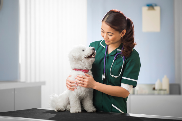 Why Desexing Your Dog Is One of the Best Decisions You Can Make