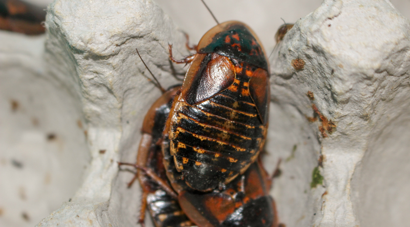 Why Are Dubia Roaches Not Available in Australia?