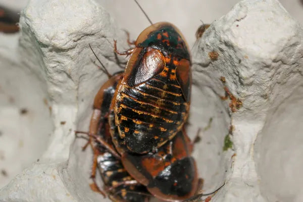 Why Are Dubia Roaches Not Available in Australia?