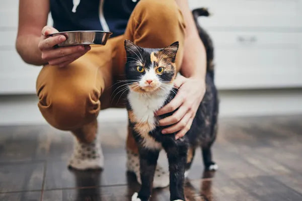 Choosing the Perfect Bed for Your Cat This Winter