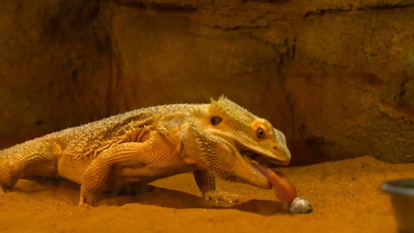 Best Live Food for Bearded Dragons Available at Kellyville Pets