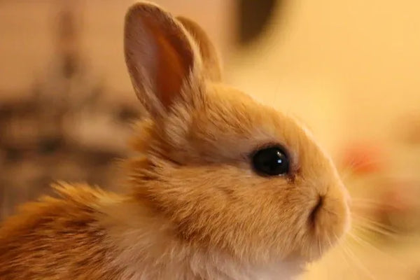 A reminder for rabbit owners in the Hills: Understanding Calcivirus (RHDV) and the risk to your rabbits