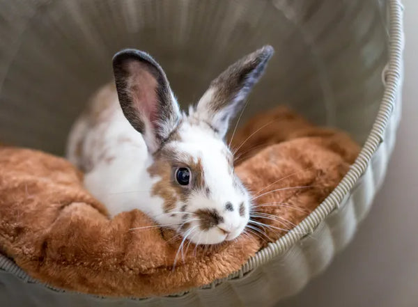 Keeping Small Pets Warm in Winter: A Guide for Rabbits & Other Small Animals