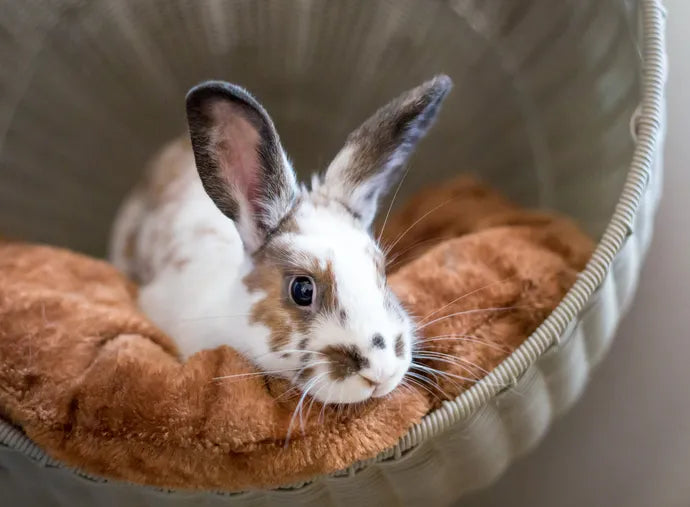 Keeping Small Pets Warm in Winter: A Guide for Rabbits & Other Small Animals