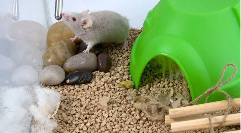 Best Bedding for Small Animals