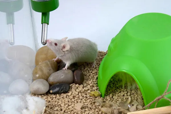 Best Bedding for Small Animals