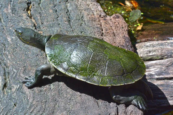 Turtles as Pets in Australia: Everything You Need to Know Before Bringing One Home