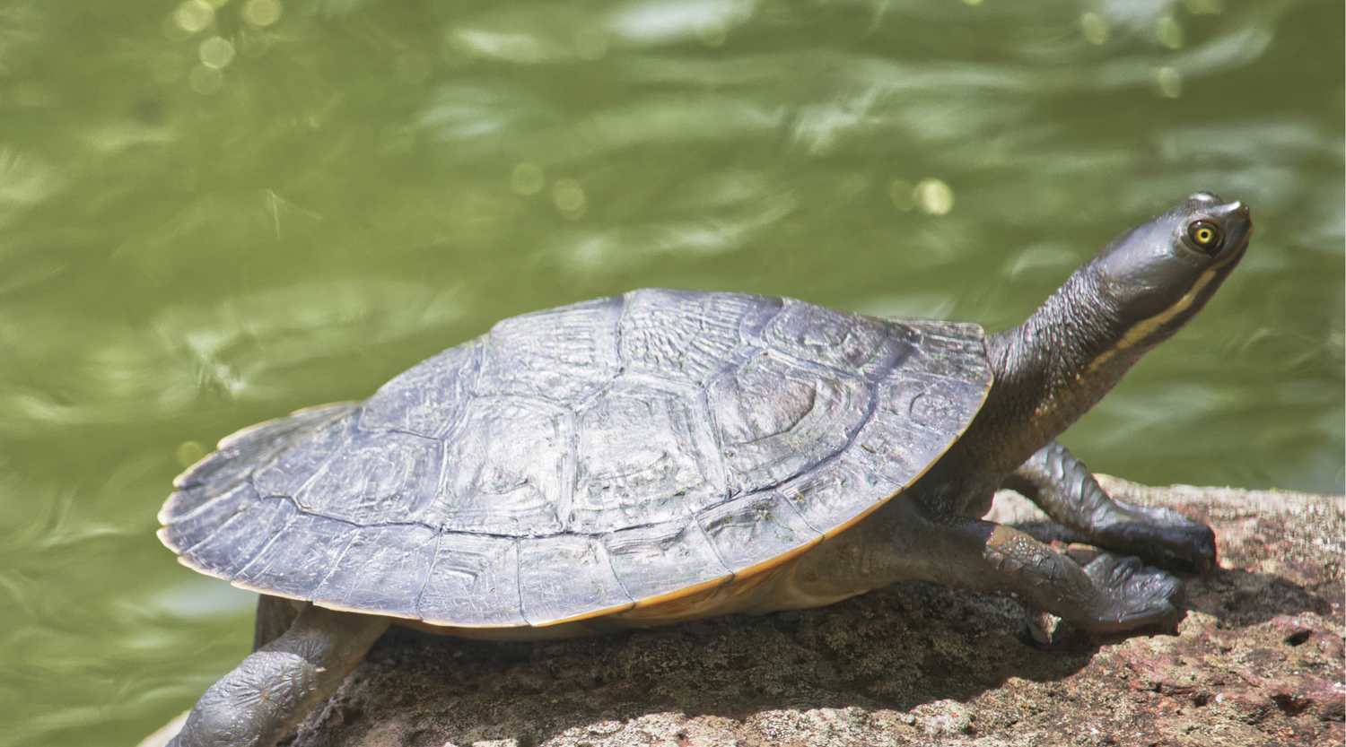 10 Turtle Facts You May Not Know