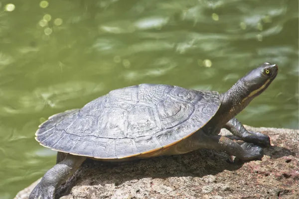 10 Turtle Facts You May Not Know