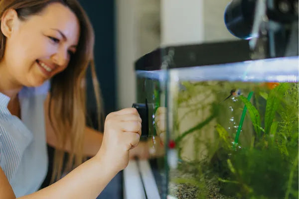 How Often Should You Clean Your Fish Tank? A Practical Guide for Australian Fish Keepers