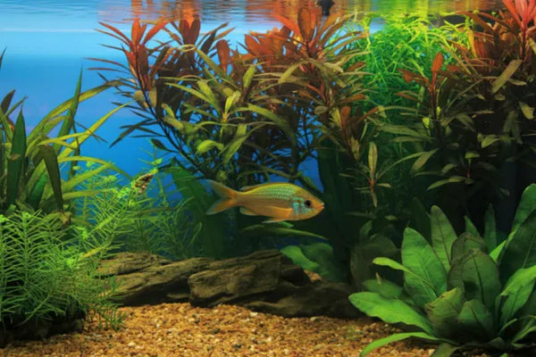 How Driftwood and Live Plants Improve Aquarium Styling