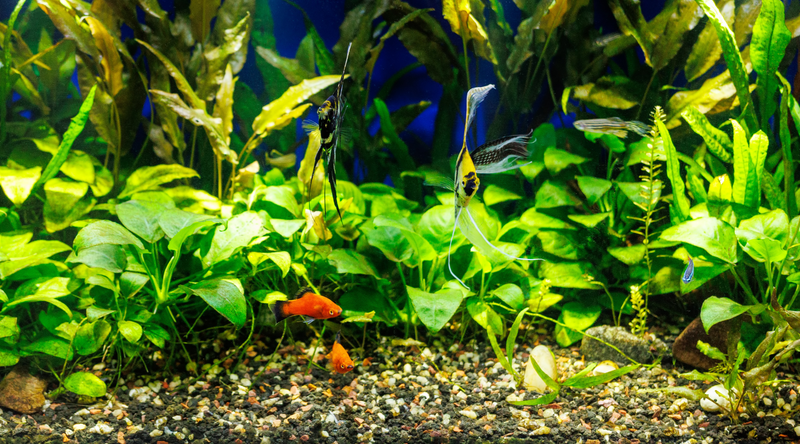 How Driftwood and Live Plants Improve Aquarium Styling
