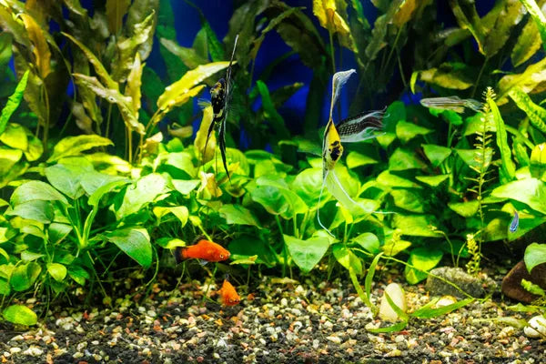 Why Anubias Is One of the Best Beginner Aquarium Plants