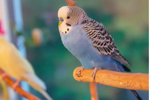 Breeding Budgies: A Complete Beginner's Guide