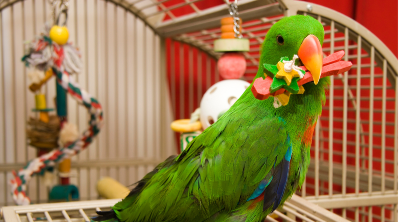 How to Choose the Right Toys for Your Bird