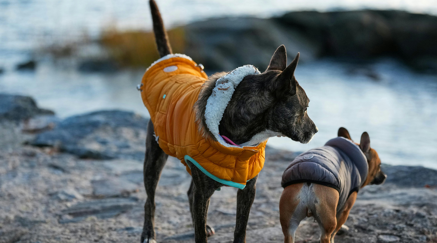 How Cold Does It Get in Sydney — And Does Your Dog Need a Coat?