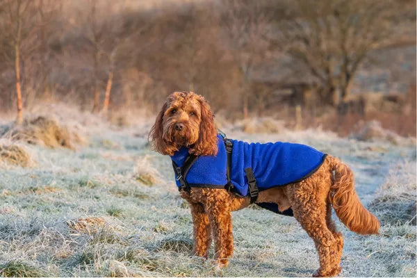 Winter Dog Care Tips for Australian Pet Owners