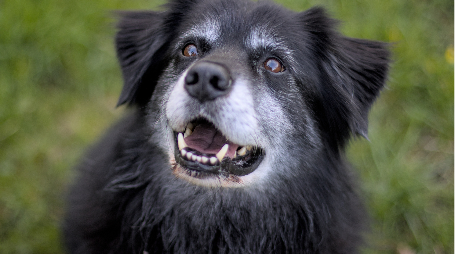 Dog Joint Supplements & Joint Support Diets: Keeping Your Dog Moving Comfortably