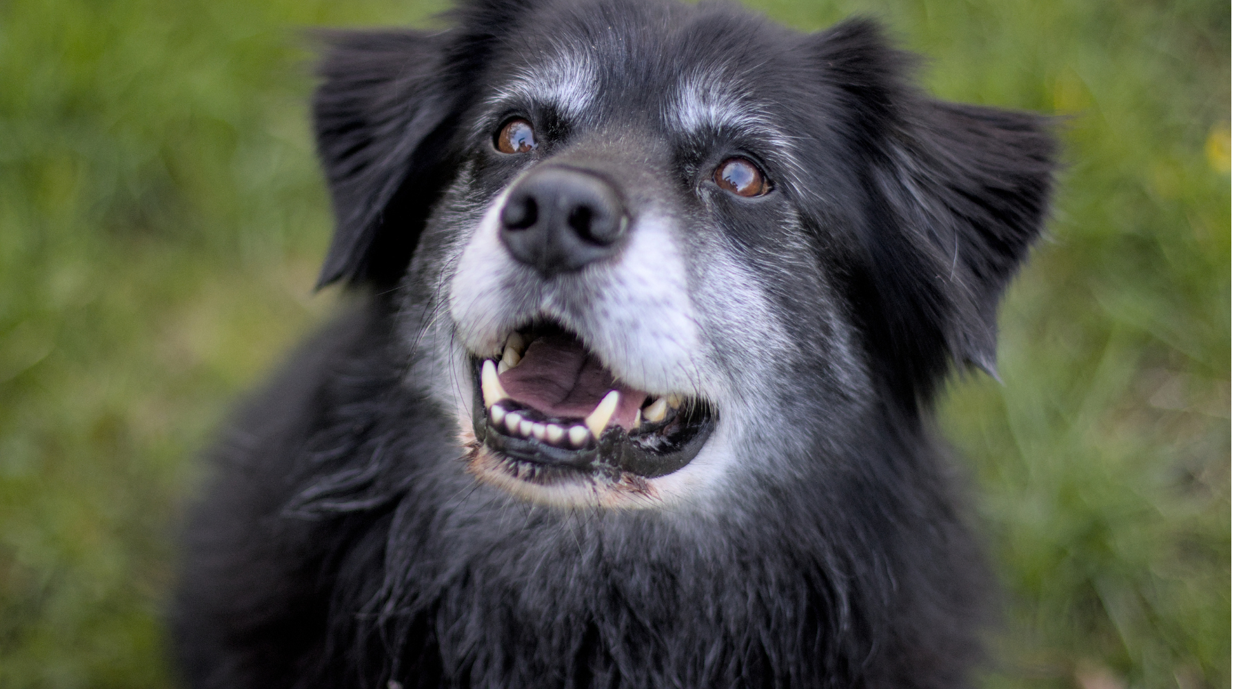 Dog Joint Supplements & Joint Support Diets: Keeping Your Dog Moving Comfortably