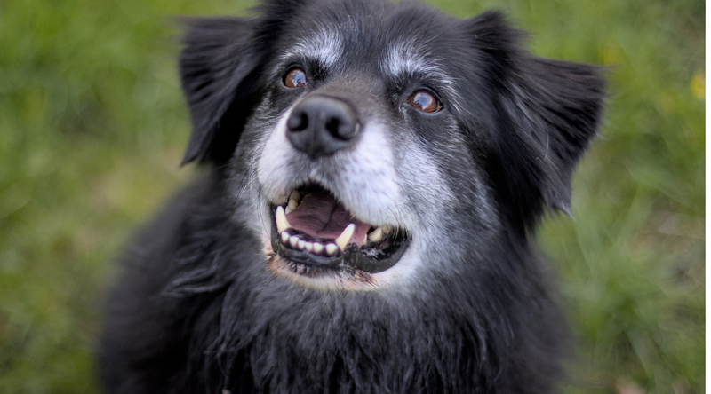 Dog Joint Supplements & Joint Support Diets: Keeping Your Dog Moving Comfortably