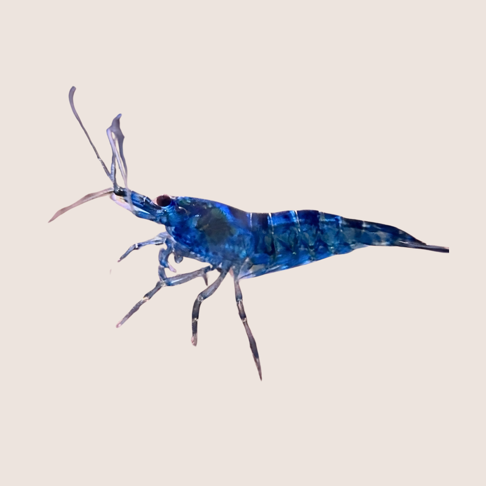 Buy Blue Diamond Cherry Shrimp