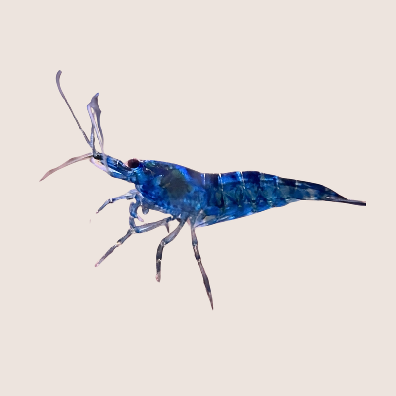 Buy Blue Diamond Cherry Shrimp