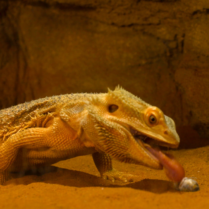 Live Food For Bearded Dragons