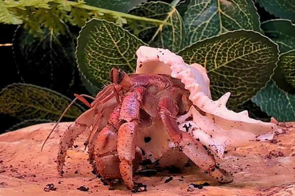 Hermit Crabs - The Pet That Might Just Outlast Primary School