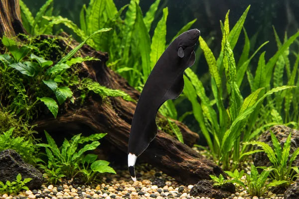 Black Ghost Knifefish Care Guide