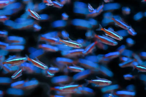 Neon Tetra Care Guide