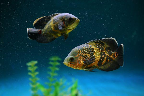 South American Cichlid Care Guide