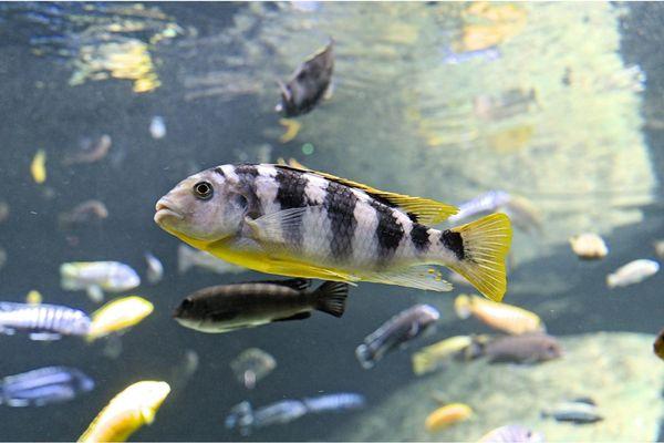 African Cichlid Care Guide