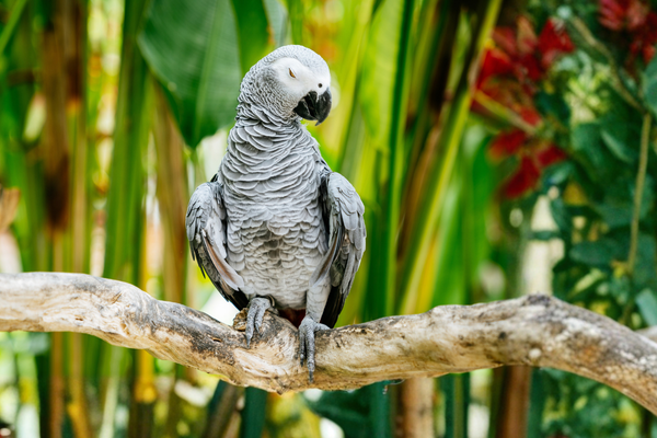 African Grey Parrot Care Guide