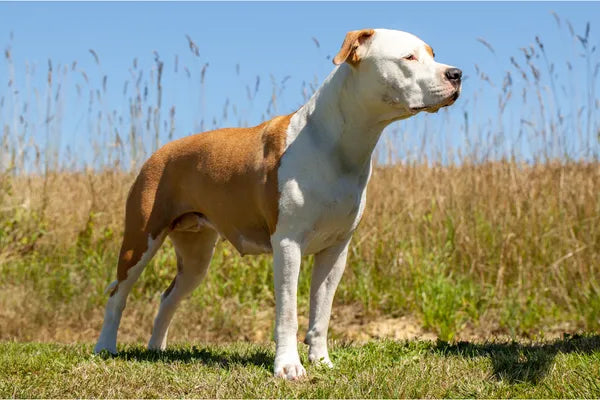 American Staffordshire Terrier (AmStaff) Breed Guide
