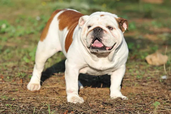 Australian Bulldog Breed Guide