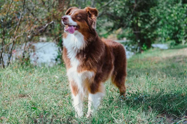 Australian Shepherd Breed Guide