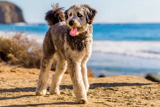 Aussiedoodle Breed Guide