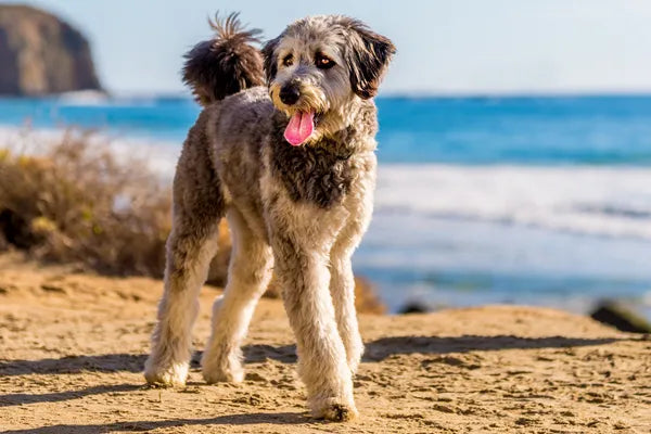 Aussiedoodle Breed Guide