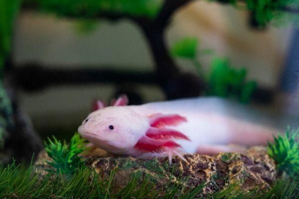 Axolotl Care Guide