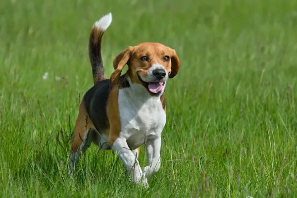 Beagle Breed Guide