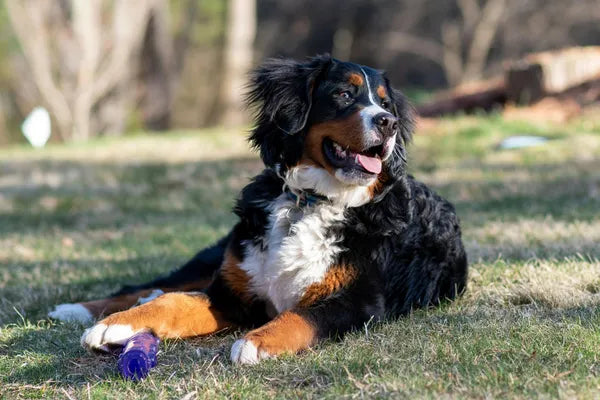 Bernedoodle Breed Guide
