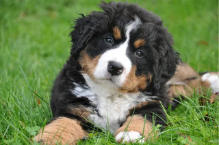Bernese Mountain Dog Breed Guide