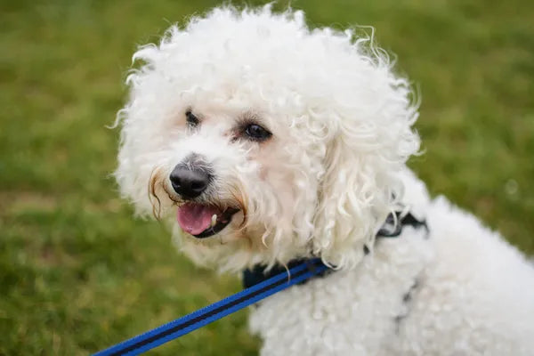 Bichon Frise Breed Guide